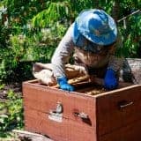 start a beekeeping business