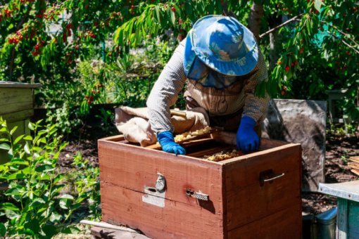 start a beekeeping business