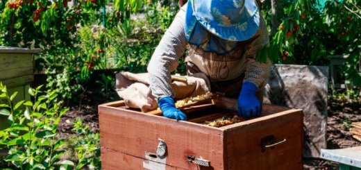 start a beekeeping business