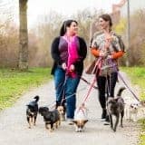 How to start a dog walking business