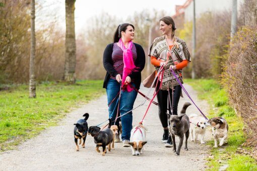 How to start a dog walking business