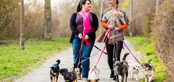 How to start a dog walking business