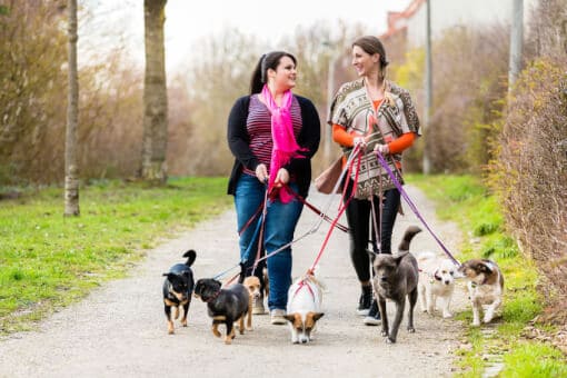 How To Start A Dog Walking Business